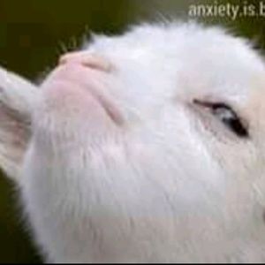 Meet your Posher, Shania